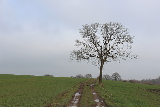 On the Path between Kearby Town End and Paddock House