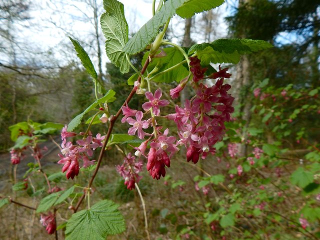 Flowering currant