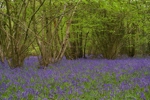 Bluebells in Birches Croft