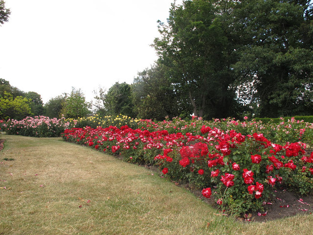 Rose garden in Greenwich Park - reds and pinks