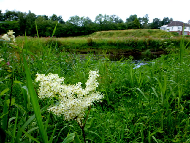 Long grass, Cranny