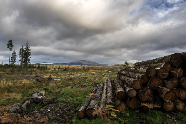 Timber pile and clearfell