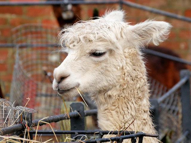 Heaton Park Animal Centre, White Alpaca