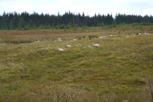 Grazing south of Tom Liath