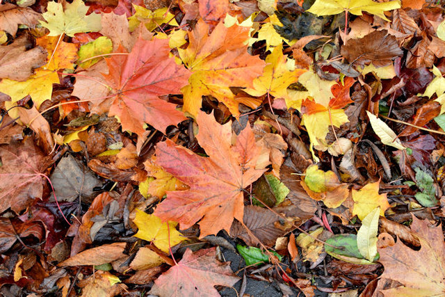 Autumn leaves, Old Holywood Road, Belfast (October 2015)