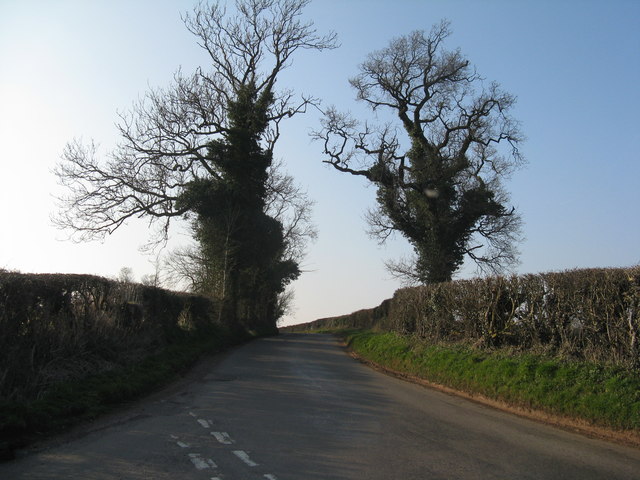 Oak trees on Ash Lane