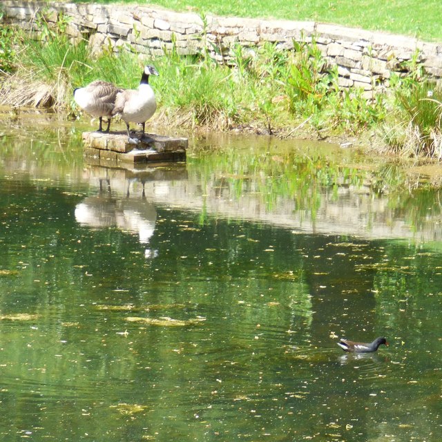 Wildfowl on Pole Bank Pond