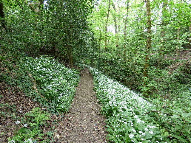 Footpath through the woods at Pole Bank