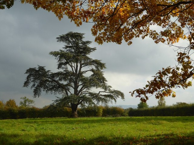 Cedar tree in Earl's Croome