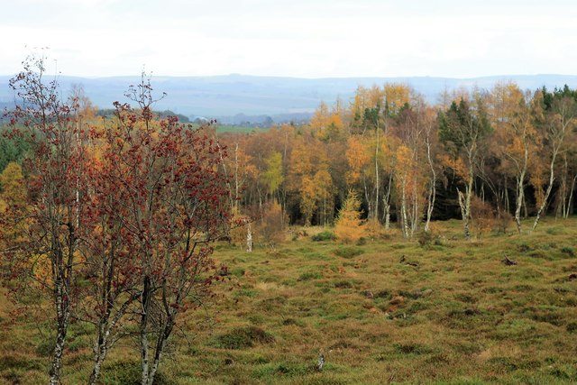 Forest Clearing