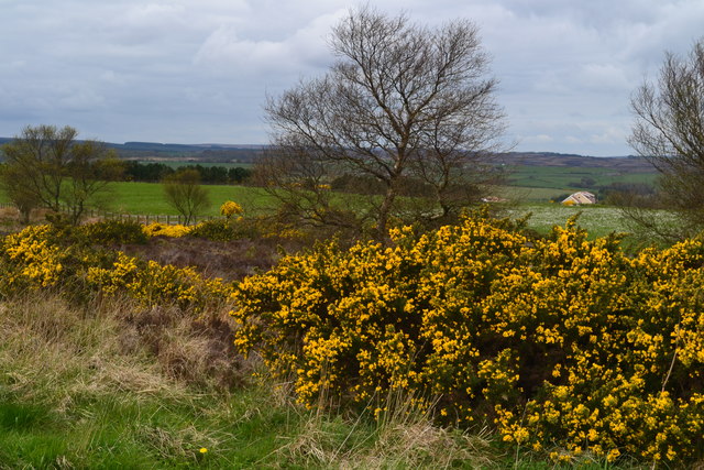 Gorse beside the path