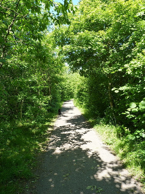 A leafy path in the country park