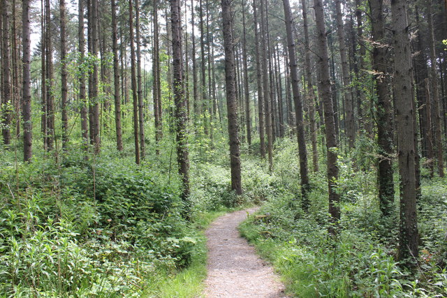 The Wales Coast Path at Vaynol Wood