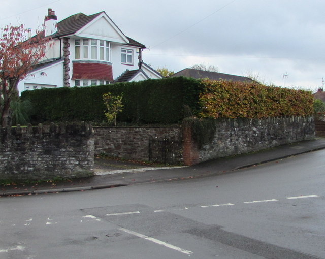 Contrasting hedges in autumn, Pillmawr Road, Malpas, Newport