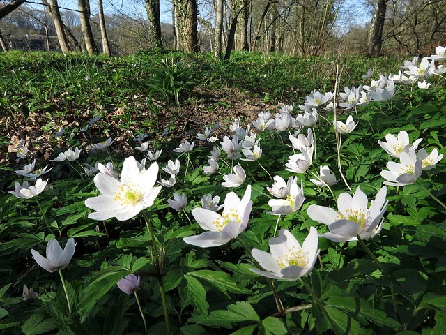 Wood Anemones (Anemone nemorosa), Tyne Riverside