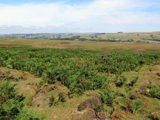 Banks of enclosure on Plenmeller Common