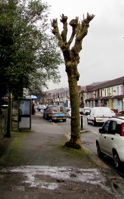 Pollarded tree near a BT phonebox, Broadway, Treforest