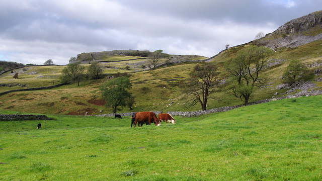 Grazing land, Feizor