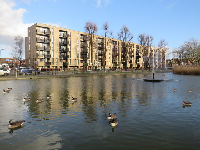 Geese on the pond, Clapton Common