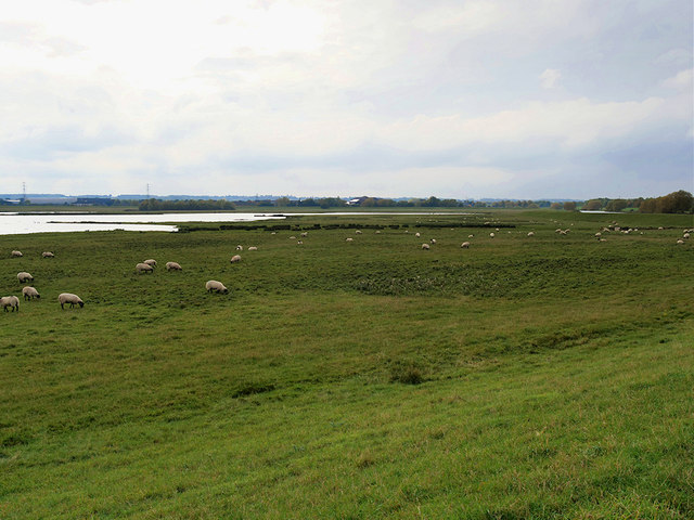 Sheep Grazing, Northampton Washlands