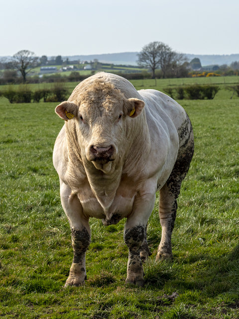 Bull near Millisle