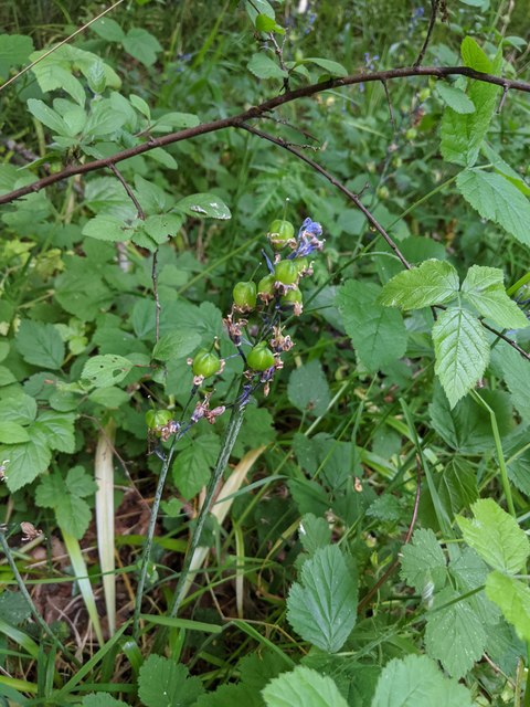 Hyacinthoides non-scripta  seedpods