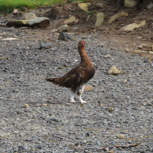 Red Grouse at Crow Cleugh