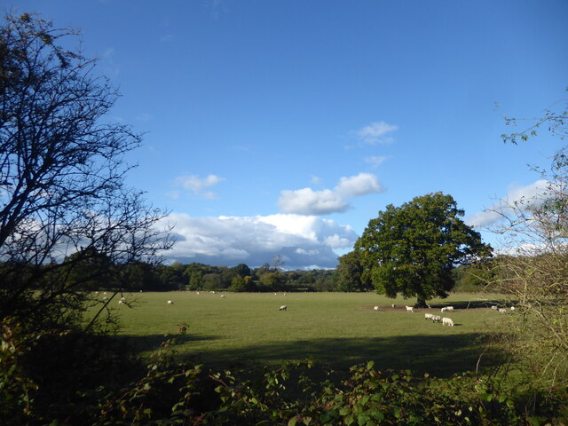 View from Forest Way near Hartfield