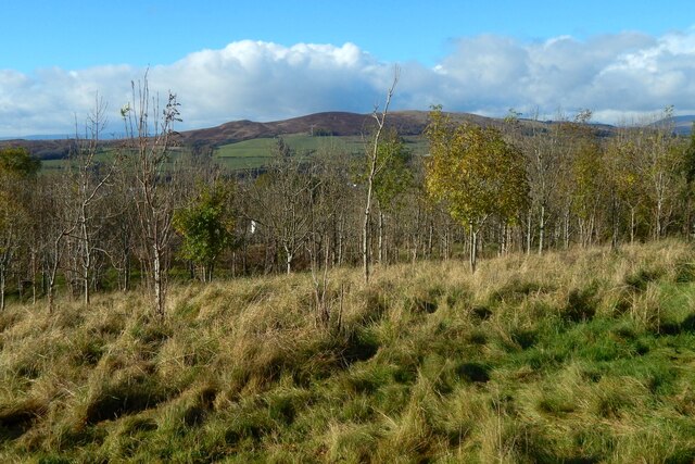 Plantation at Highdykes