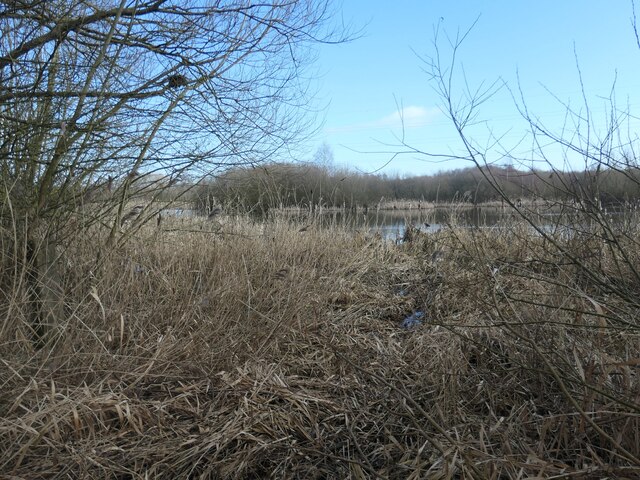 Reedbed at Stanley Ferry Flash