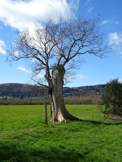 Dead oak tree