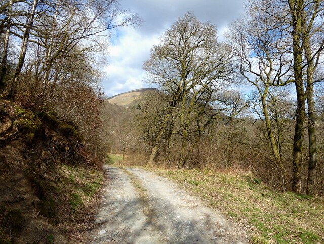 Woodland track, Forge Brow