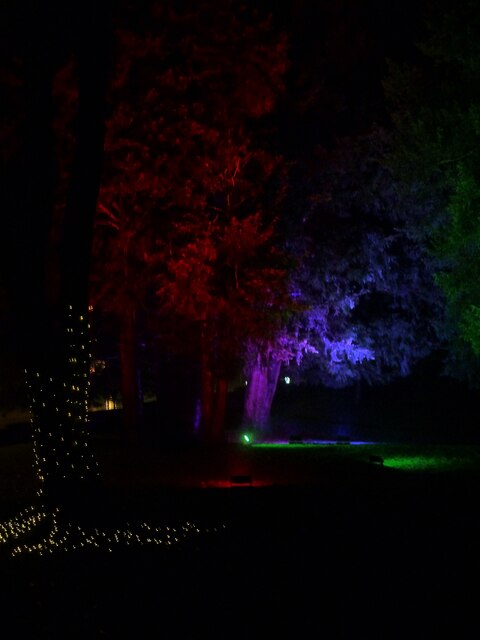 Tring - Memorial Gardens - Illuminated trees for Christmas