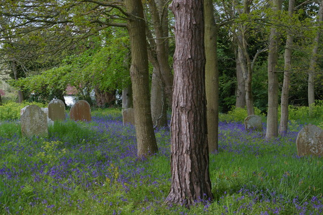 Bluebells, Theberton churchyard