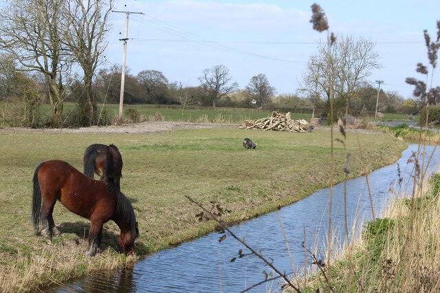 Horses grazing by Sealand Reen