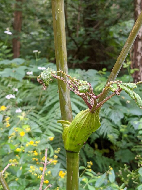 Hooded stems