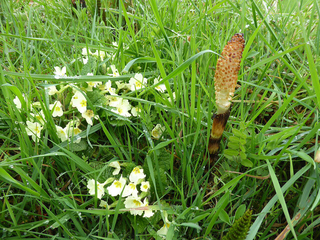 Wild plants, Drumscra