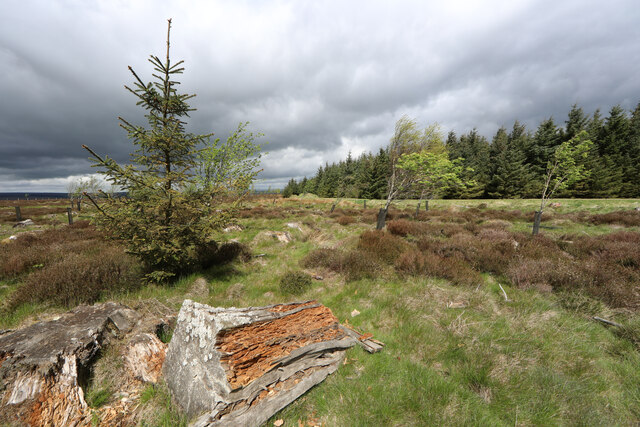 Rogue spruce, Slaley Forest