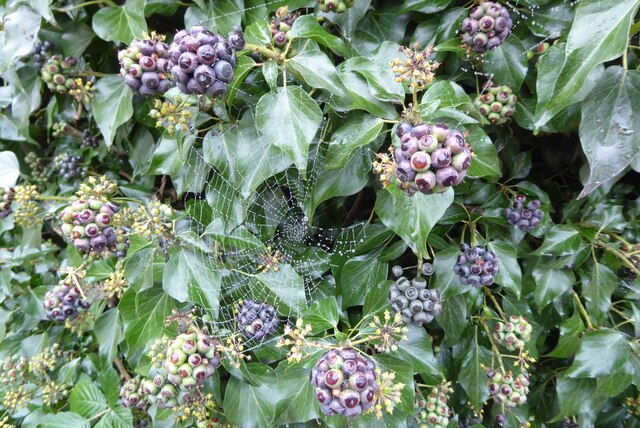 A cobweb on ivy