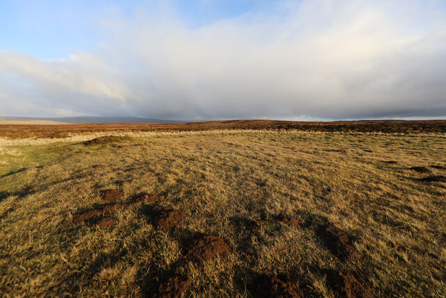 Grassy mole habitat among the heather