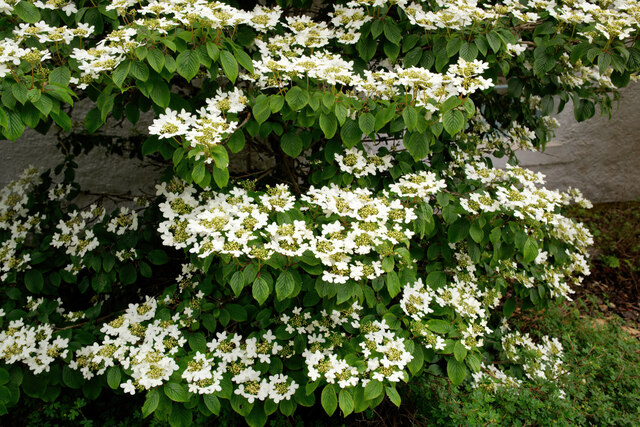 Viburnum plicatum "mariesii" at The Old Manse, Cromarty