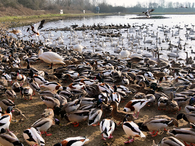 Shelducks and Swans at the Mere