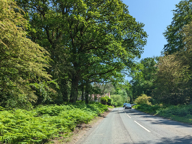 Road heading south towards Yorkley