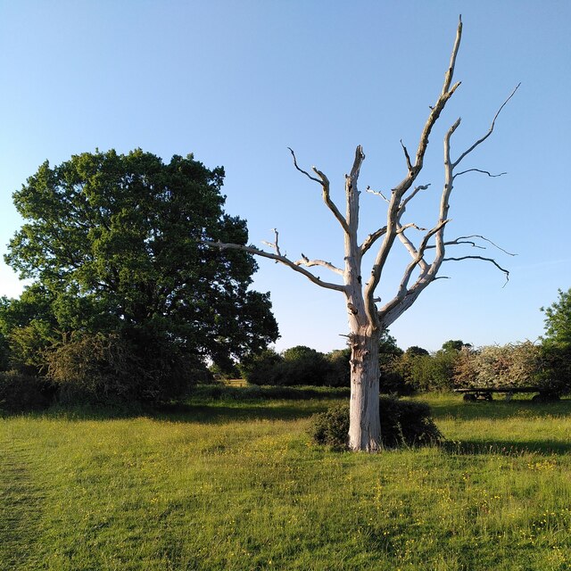 The living and the dead, Bedworth Woodlands