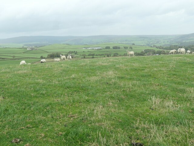 On the gentle summit of Counter Hill