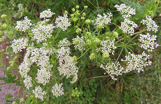 Hemlock (Conium maculatum)