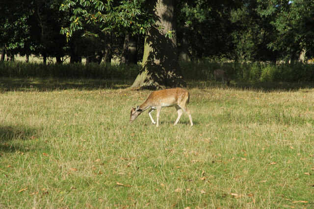 Deer in Holkham parkland