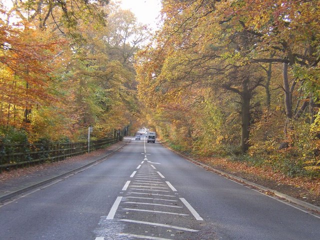 Autumn leaves over A30 London Road, Camberley