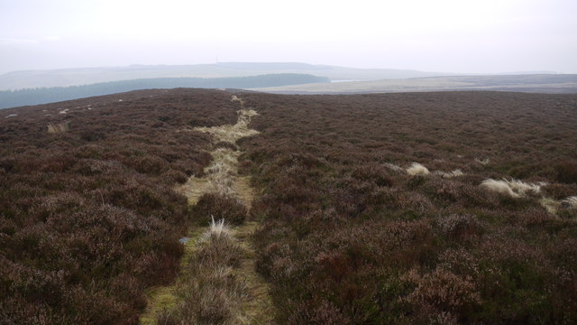 Heather moorland north of Edlingham Woods