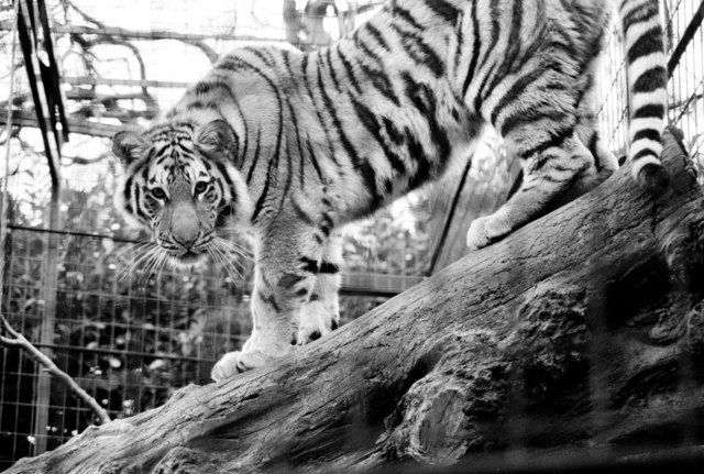 Tiger at Edinburgh Zoo